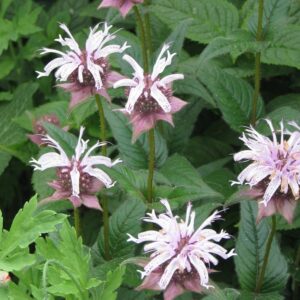 Bradbury's Monarda (Sold Out)