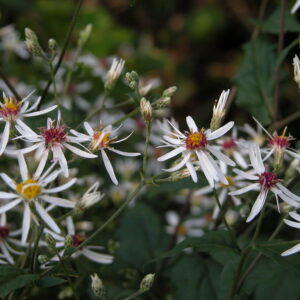 Calico Aster